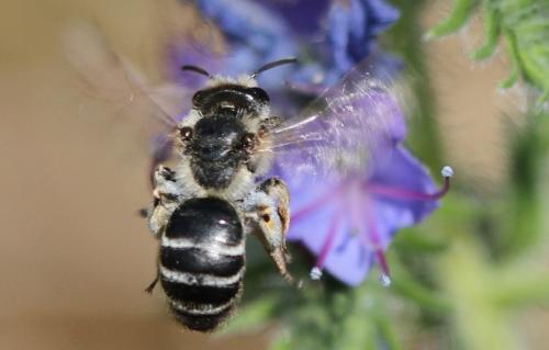 Andrena flavipes